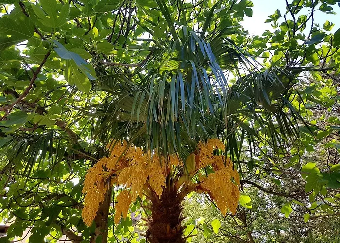 Bosi I Goli Appartement Starigrad Paklenica